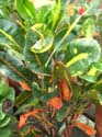 Croton Monalisa