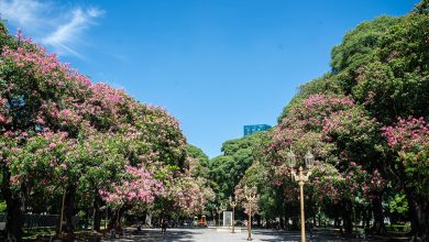 300 especies de árboles que embellecen el paisaje urbano de la Ciudad de Buenos Aires.