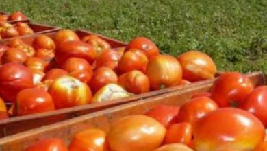 Mendoza aumenta la superficie sembrada de tomate.
