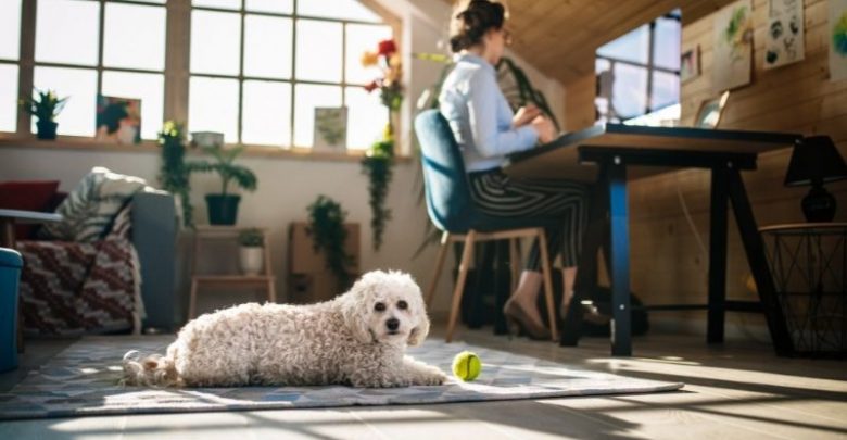 Una nueva opción de trabajo en remoto: Cuidar casas con mascotas por el mundo.