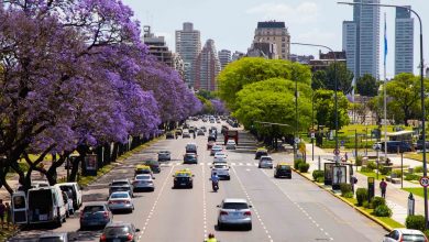 Buenos Aires: El espectáculo de la floración del jacarandá.