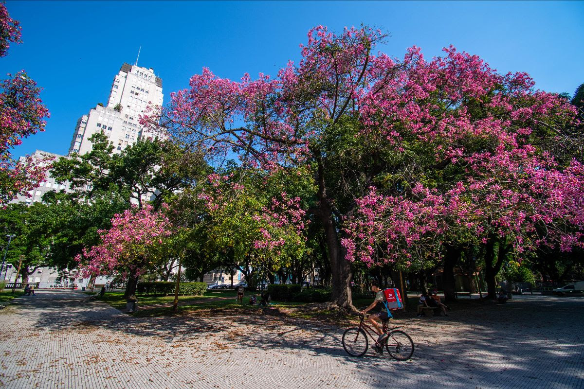 Las avenidas y parques de la Ciudad de Buenos Aires se visten de rosa gracias a la floración del palo borracho.