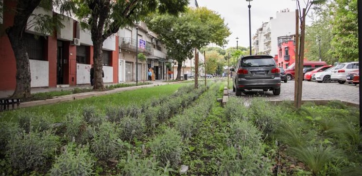 Ciudad de Buenos Aires: Plantaron 47 árboles a lo largo de dos cuadras de la Avenida Triunvirato en el barrio de Villa Urquiza.